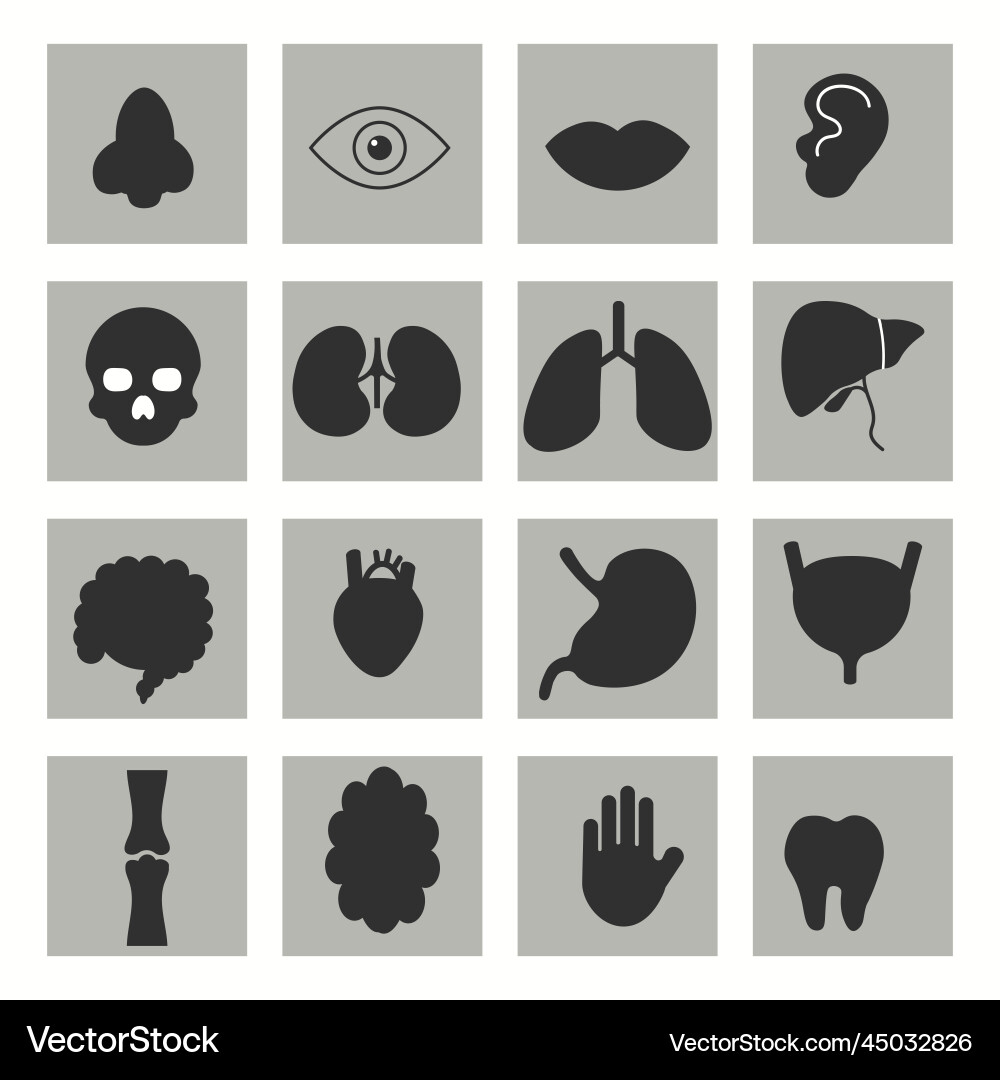 Simple set of organs icons for your design Simple set of organs icons for your design vector image