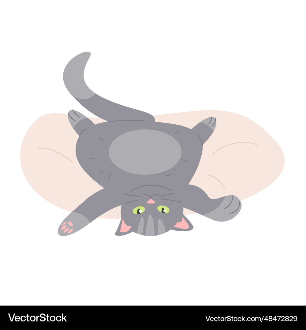Relaxed lazy cat on soft small bed Relaxed lazy cat on soft small bed vector image