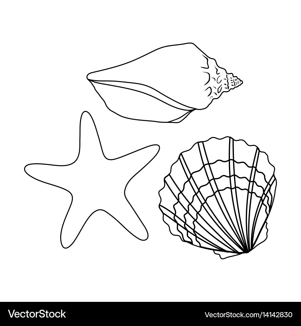 Seashells from the bottom of seasummer rest vector image