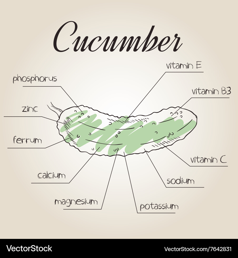 Nutrient list for cucumber vector image