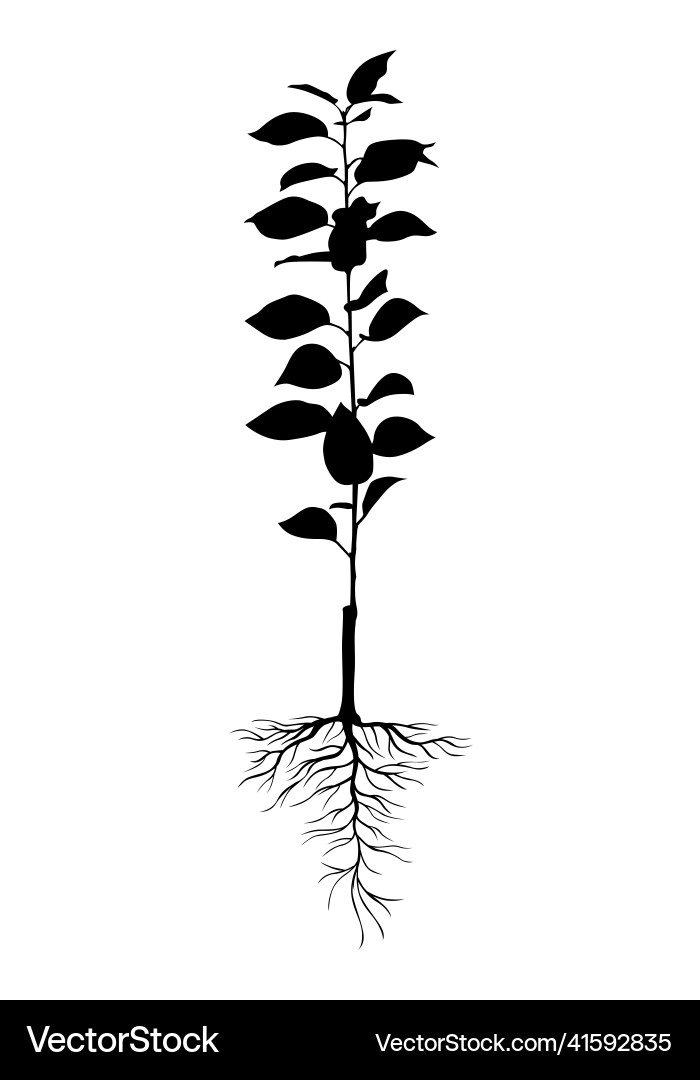 Seedling with root system vector image