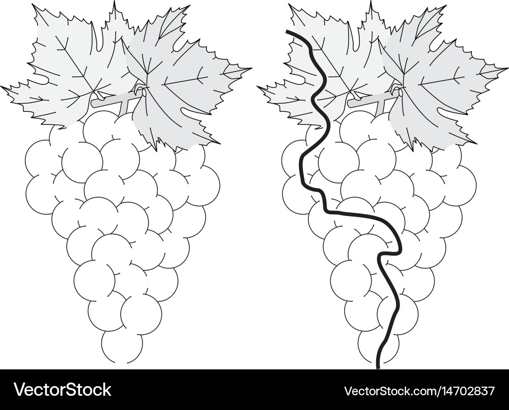 Grape Maze Challenge vector image