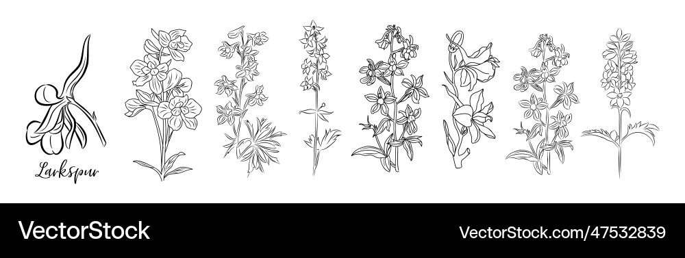 Larkspur Floral Line Art Vector Image