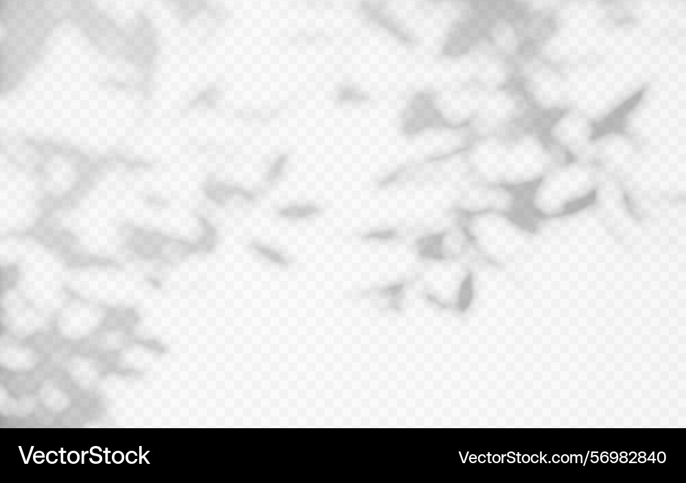 Shadow overlay from a tree branch isolated Shadow overlay from a tree branch isolated Vector Image