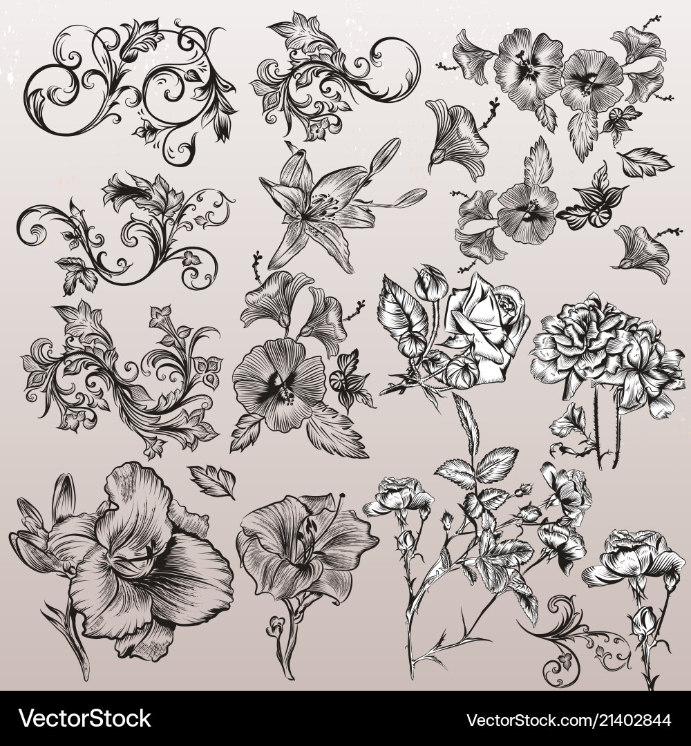 Set of calligraphic elements for design Set of calligraphic elements for design vector image