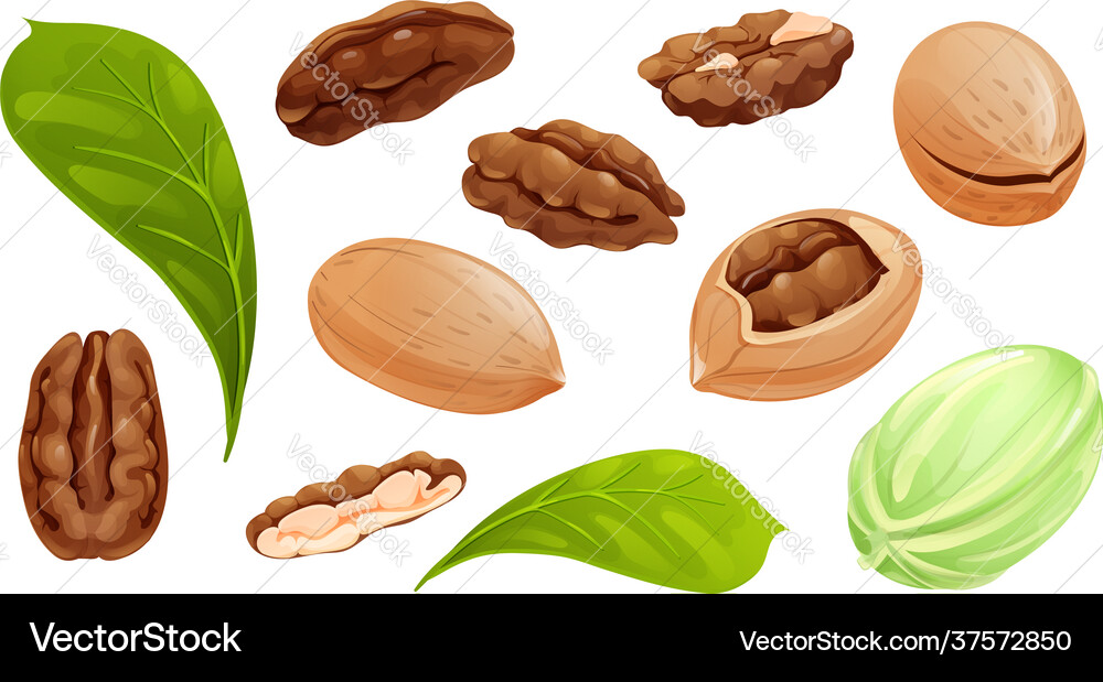 Pecan nut set different statements and rotations Vector Image