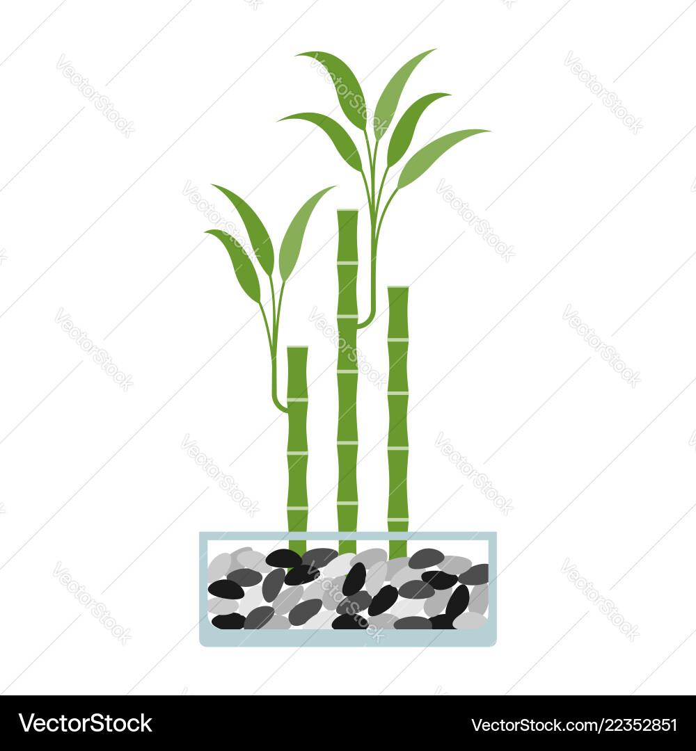 Lucky bamboo in glass pot Lucky bamboo in glass pot vector image