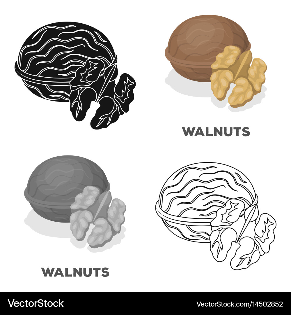 Assorted Nuts in Shells vector image