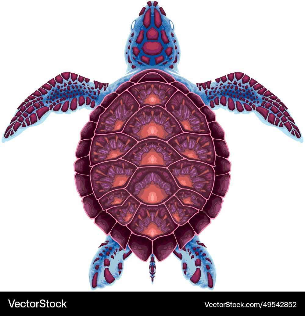 Isolated Top View Turtle vector image