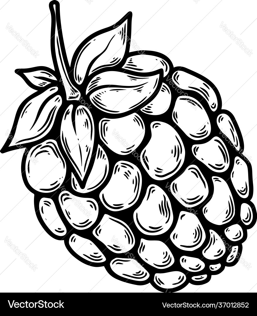 Raspberry fruit in engraving style design element Raspberry fruit in engraving style design element vector image