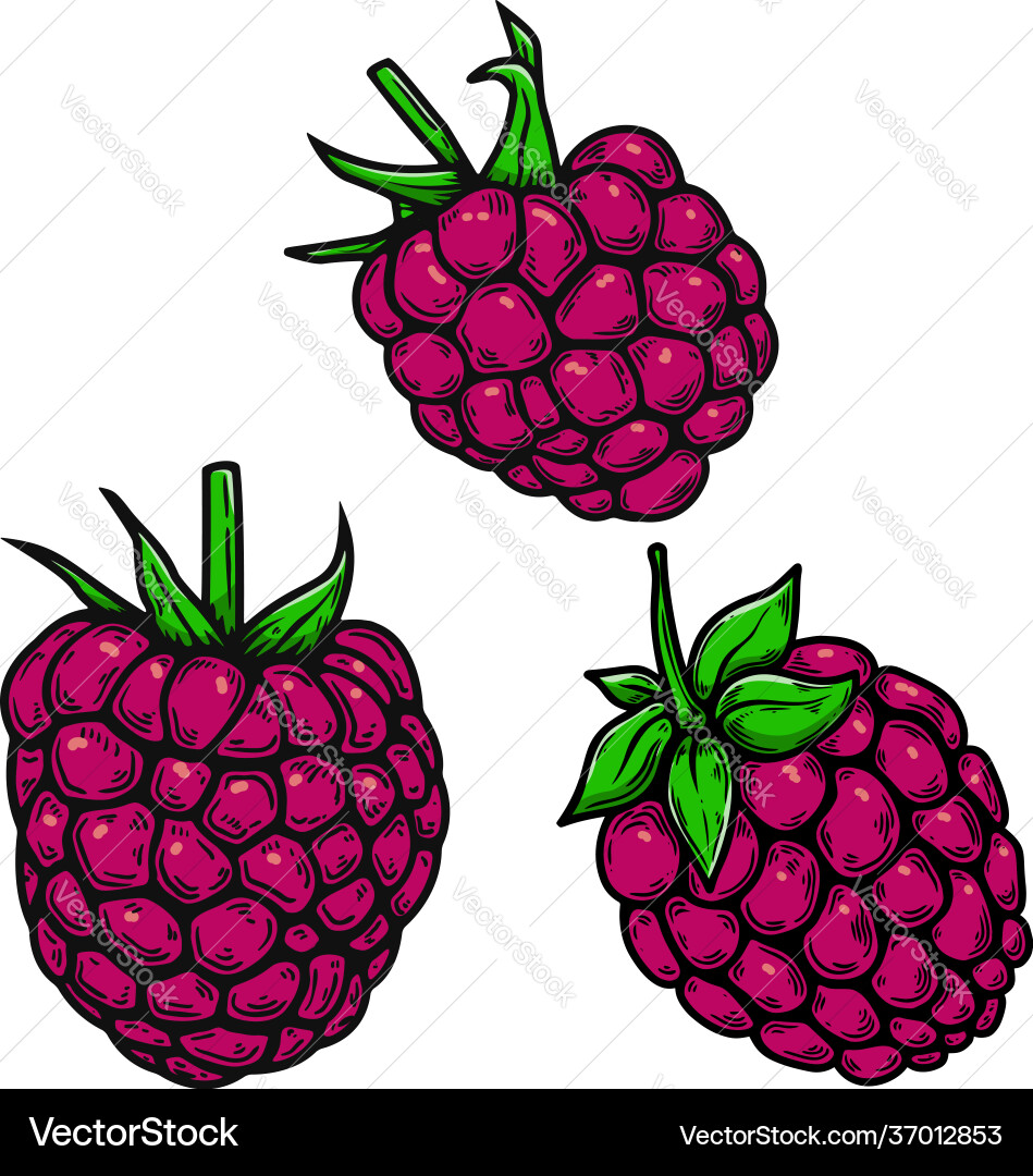 Set raspberry in engraving style design vector image
