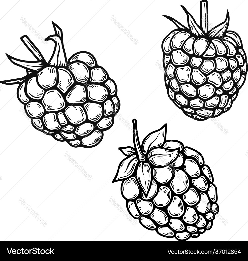 Set raspberry in engraving style design vector image