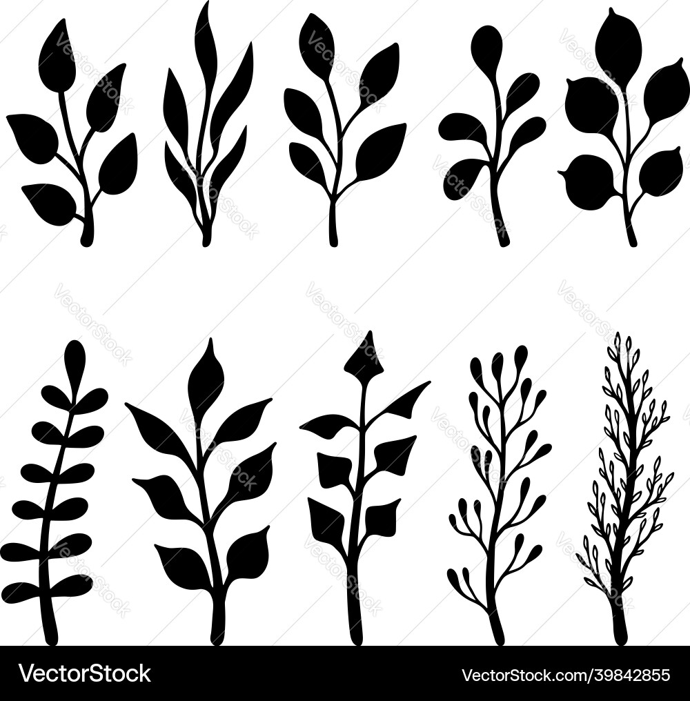 Set of hand drawn floral branches and flourishes Set of hand drawn floral branches and flourishes Vector Image