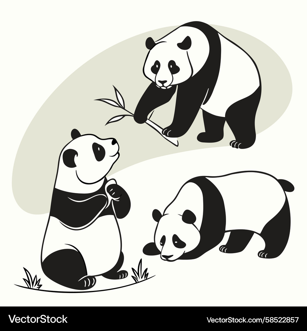 Three Playful Pandas with Bamboo Vector Image