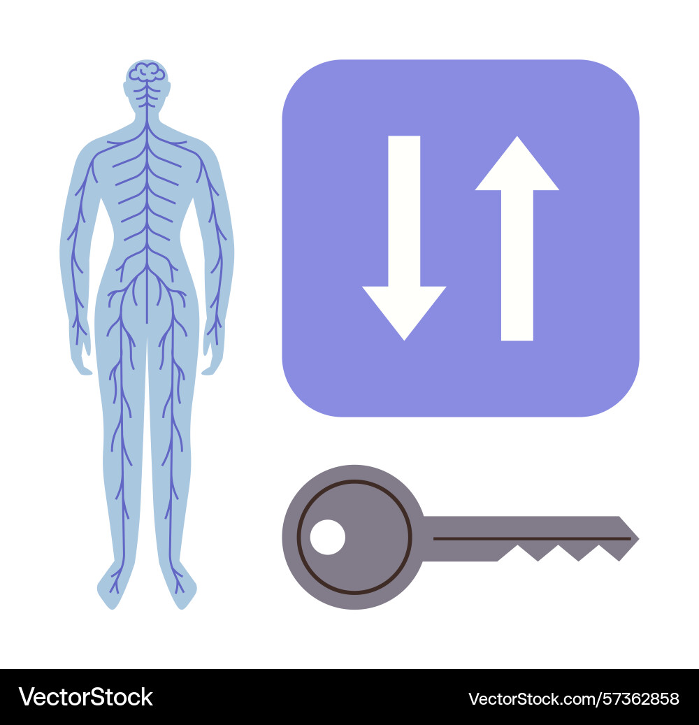 Human nervous system with key and data flow arrows Human nervous system with key and data flow arrows Vector Image