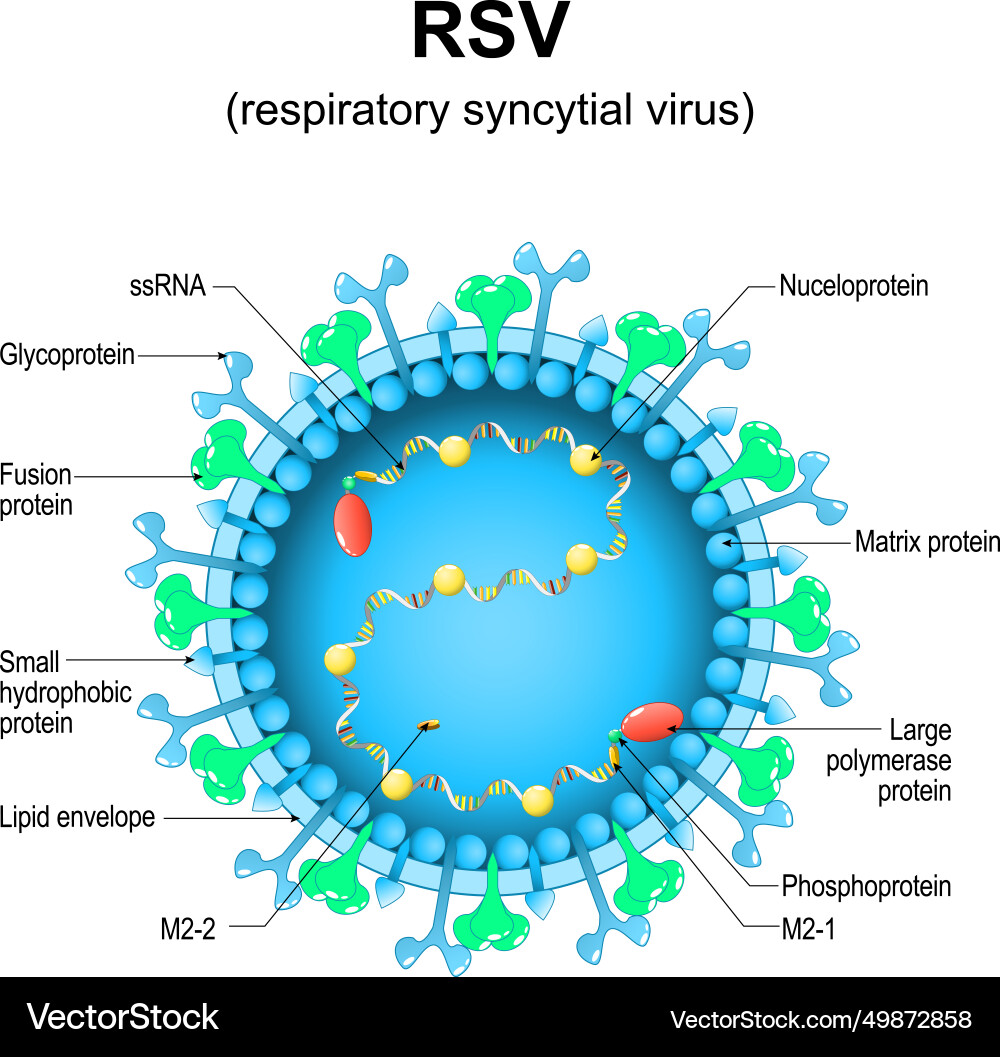 Respiratory Syncytial Virus (RSV) Structure – Royalty-Free Vector ...