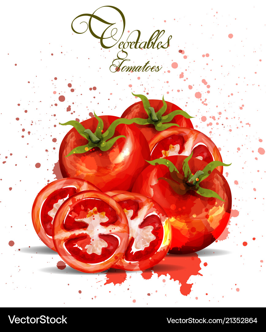 Watercolor tomatoes delicious design Watercolor tomatoes delicious design vector image
