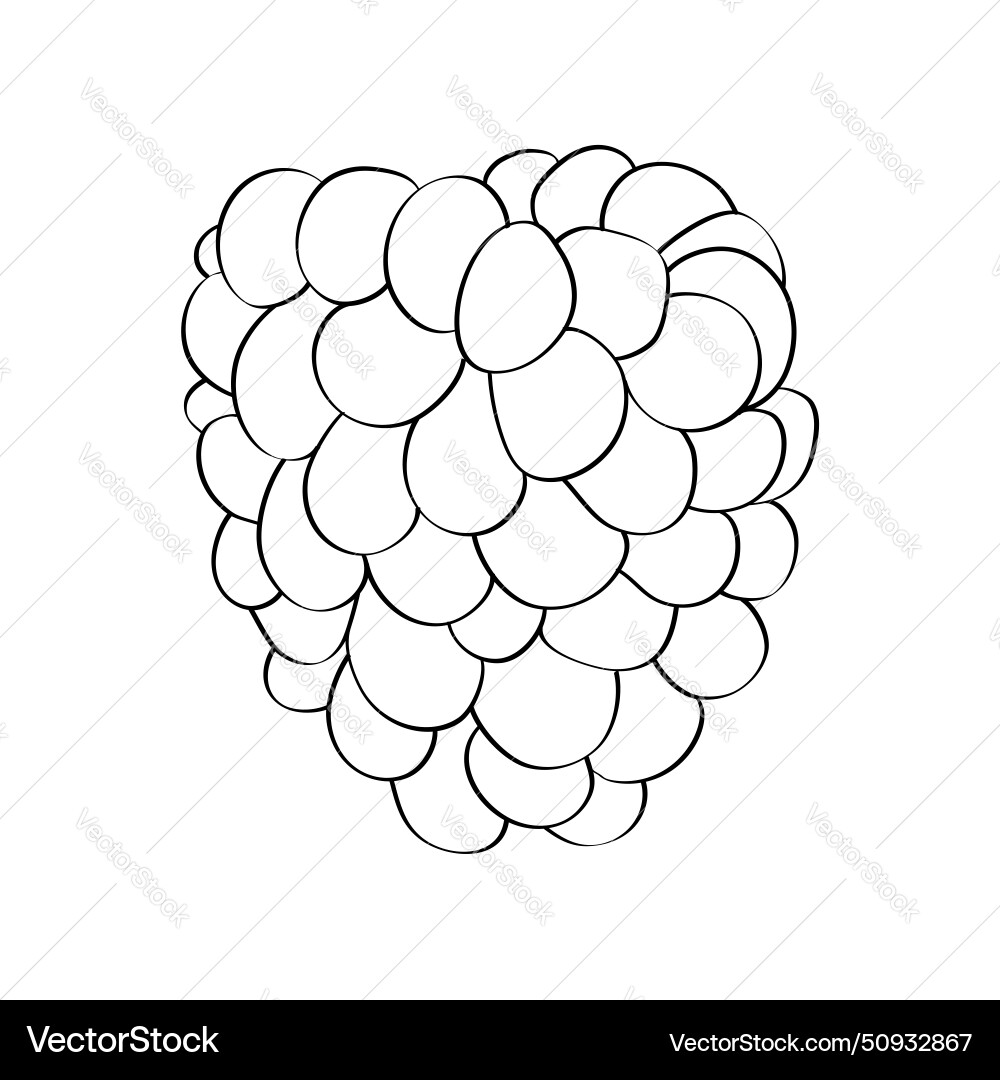 Black and white raspberry on a background Vector Image