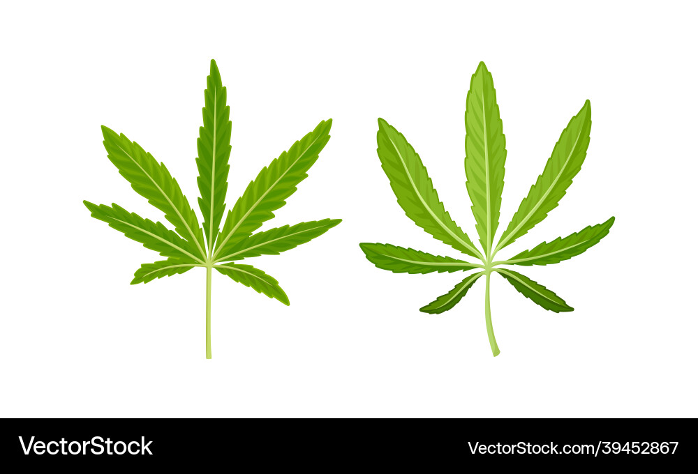 Cannabis plant growing with serrate leaflet Cannabis plant growing with serrate leaflet vector image