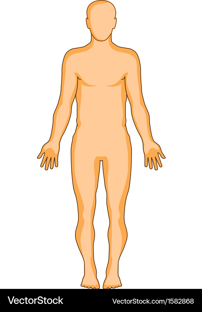 Man with circulatory system Vector Image