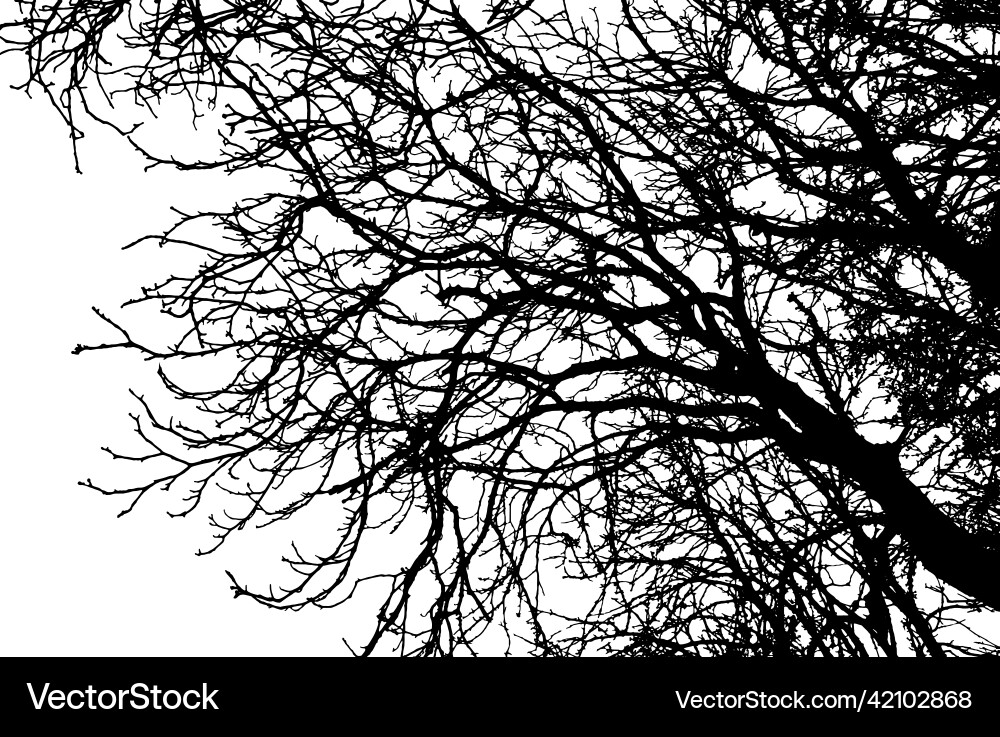 Silhouette of bare branch tree Silhouette of bare branch tree Vector Image