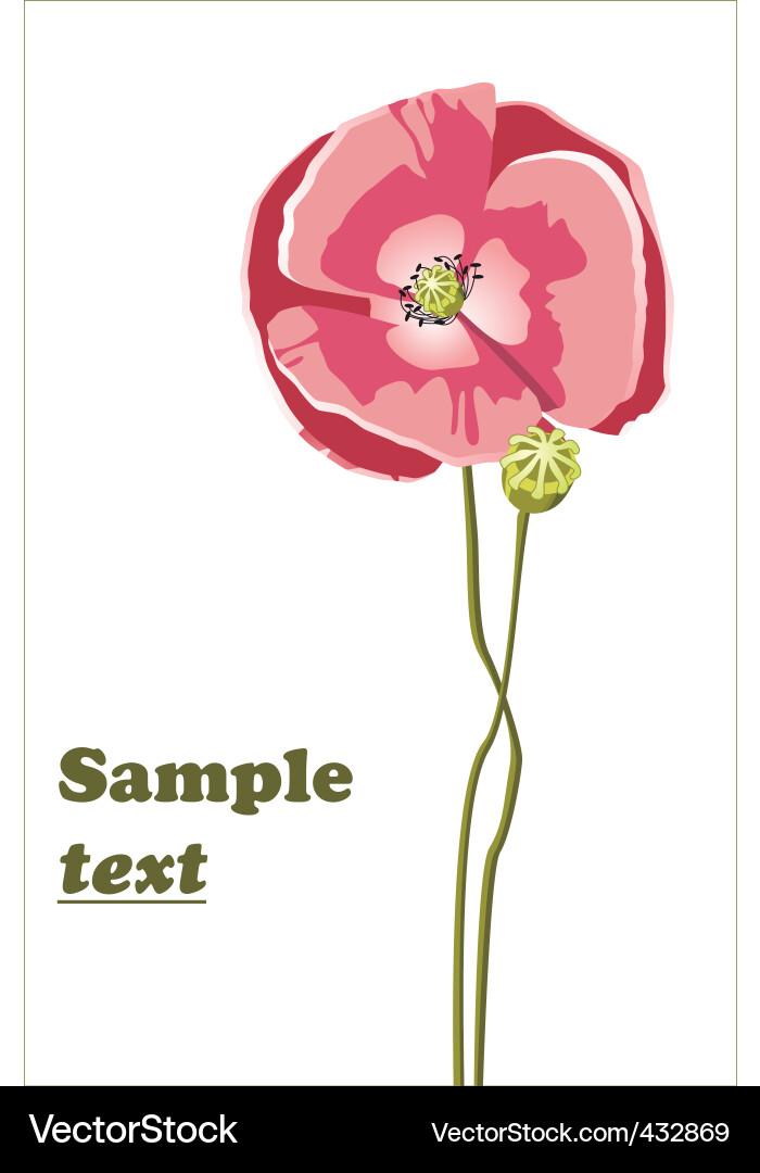 Poppy Vector Image