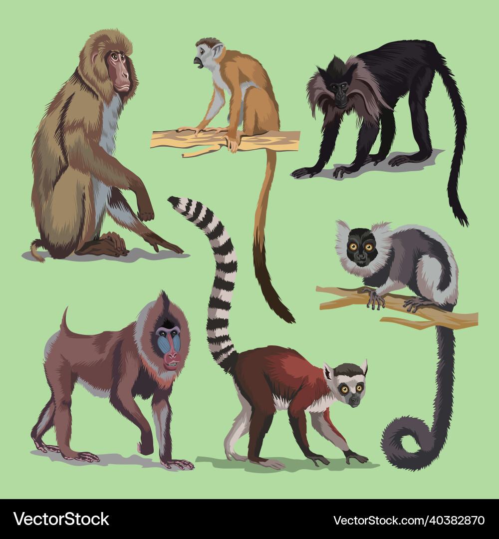 Set with different primates monkeys animals Vector Image