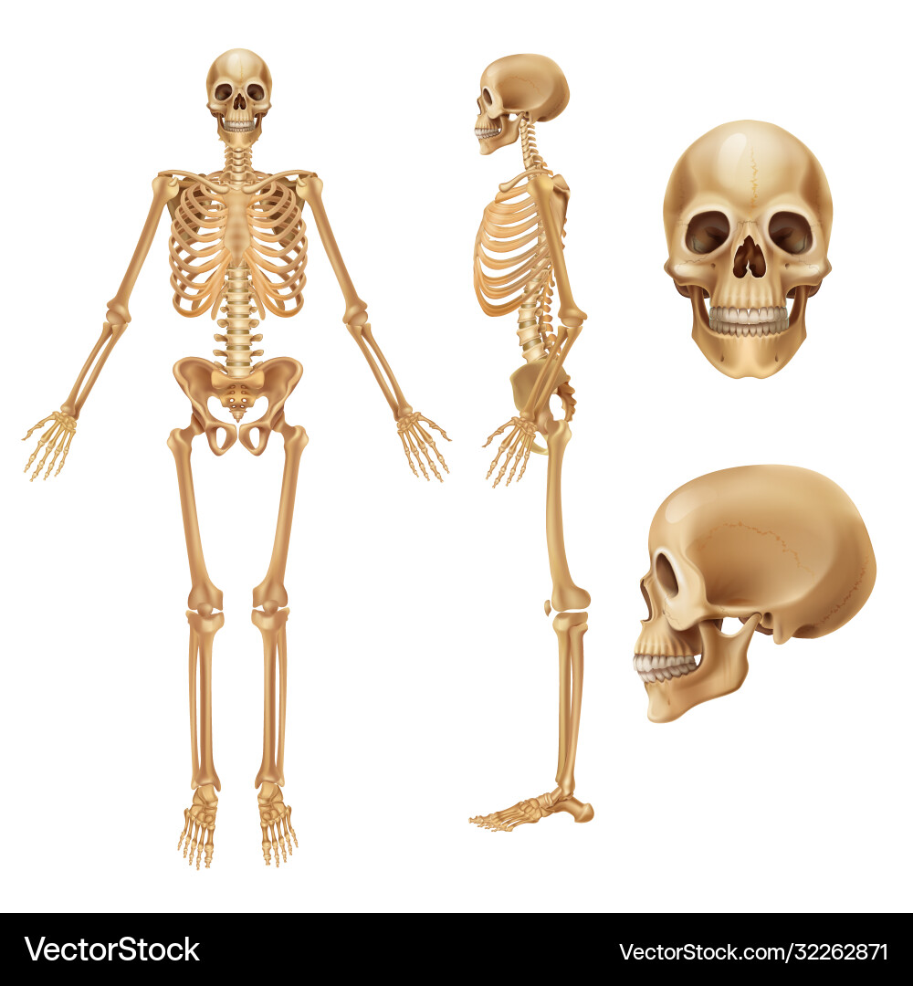 Human skeleton realistic front view bones Vector Image
