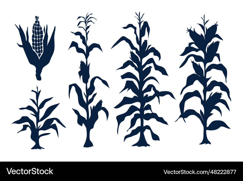 Hand drawn corn silhouette set isolated on white Hand drawn corn silhouette set isolated on white vector image