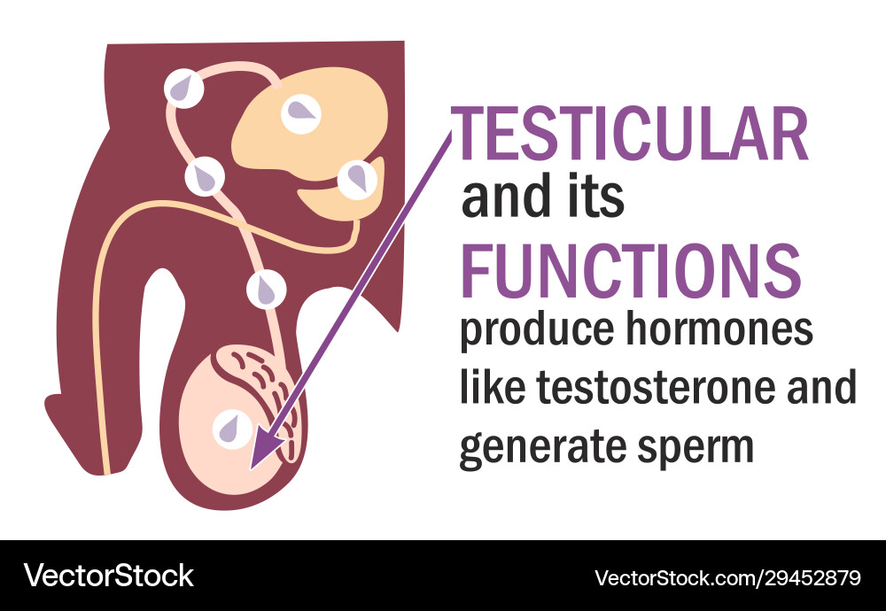 Male Reproductive System - Testicles Vector Image