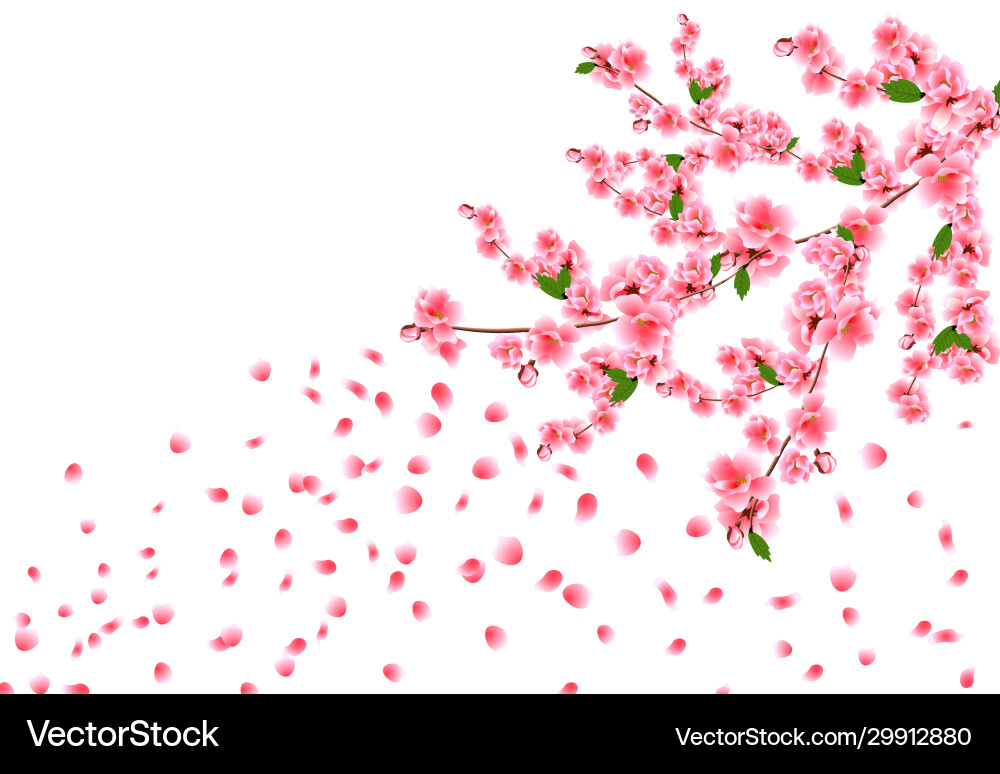 Sakura is magnificent cherry branches Sakura is magnificent cherry branches Vector Image