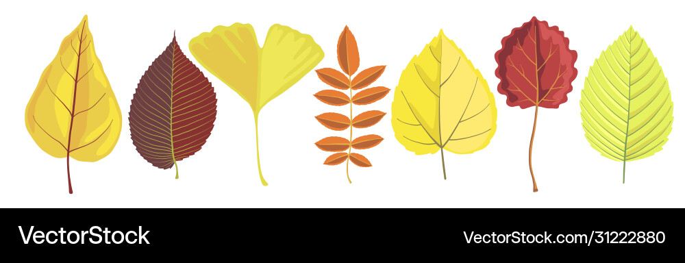 Set tree leaves Set tree leaves vector image