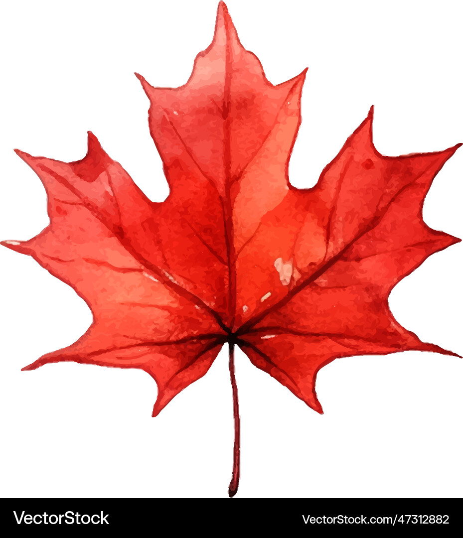 Beautiful watercolor red maple leaf canada day Beautiful watercolor red maple leaf canada day vector image