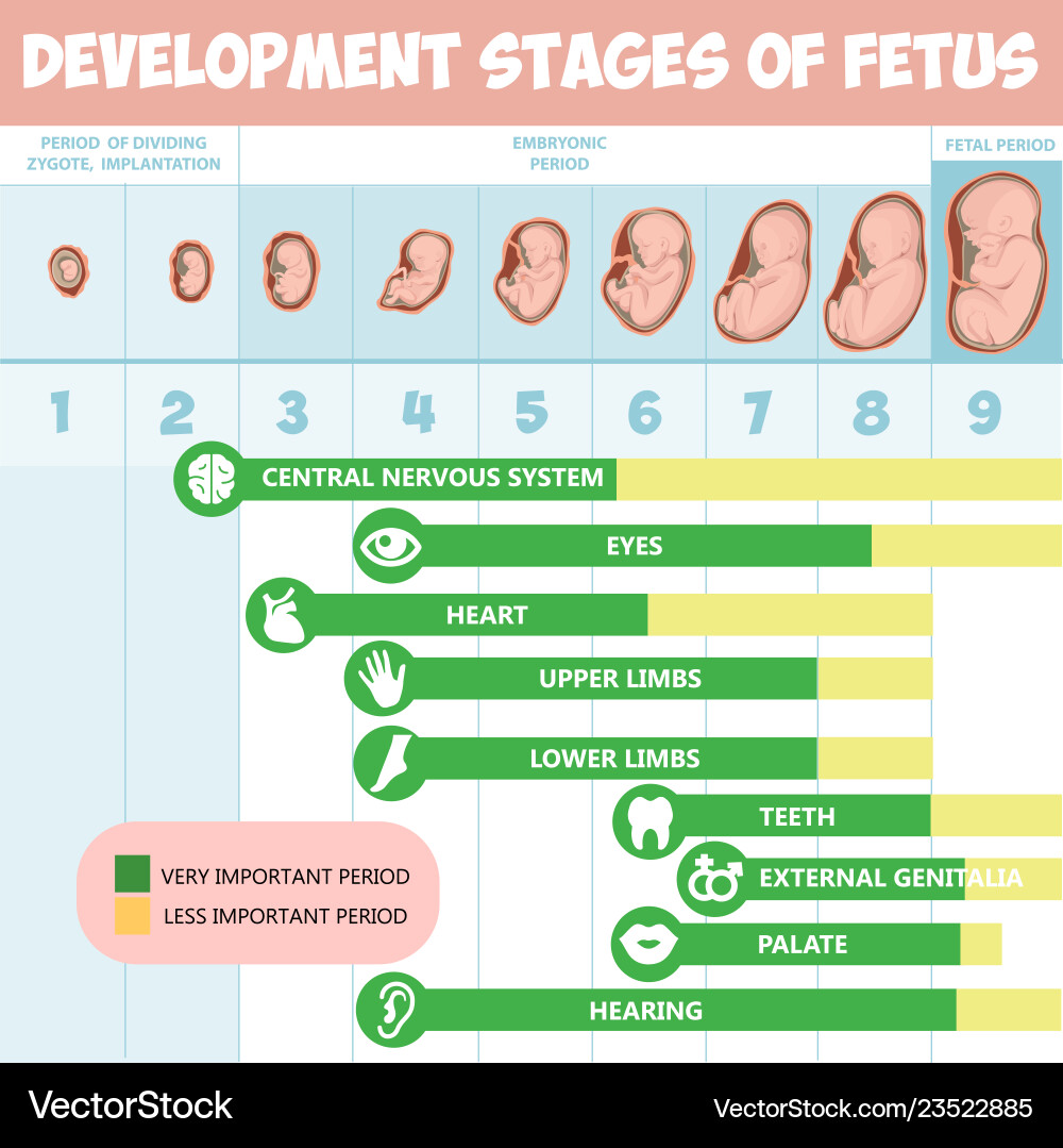 Fetal Development Stages Infographic – Royalty-Free Vector | VectorStock, image size:1000x1079
