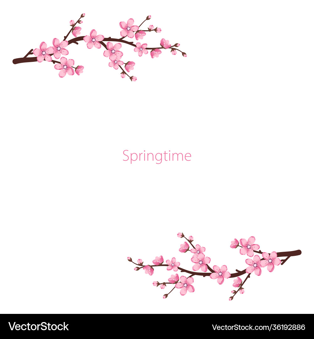 Sakura Blossom Frame Vector Image