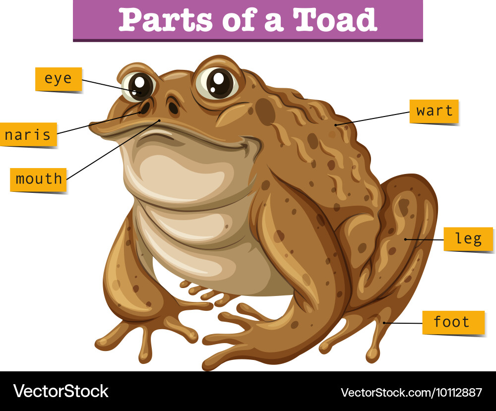 Toad Anatomy Diagram – Royalty-Free Vector | VectorStock, image size:1000x829