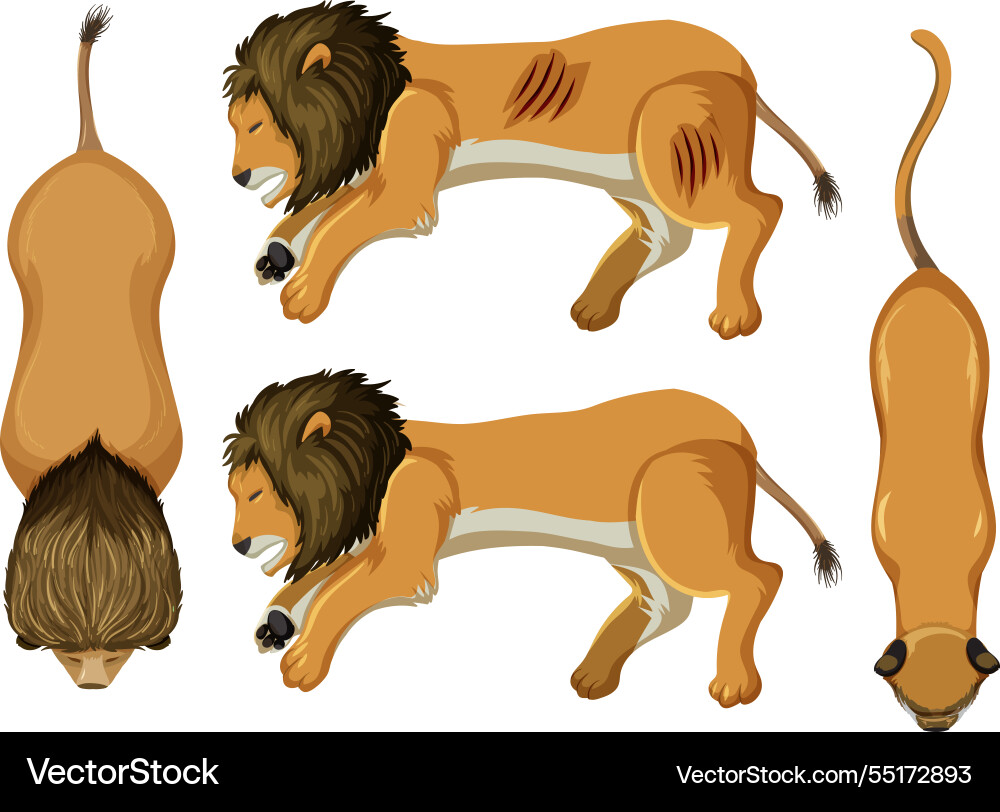 A lion from multiple angles Vector Image
