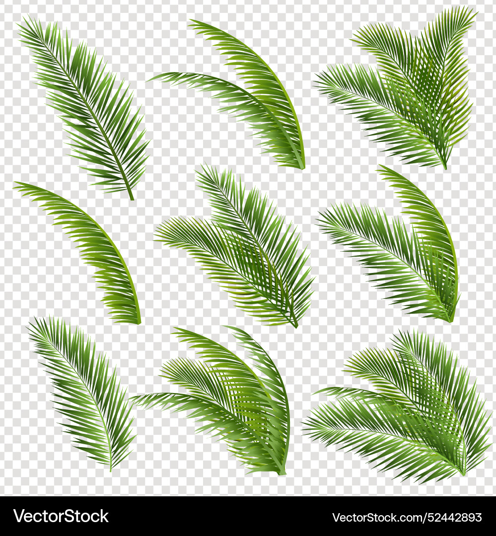 Palm tree branch and transparent background vector image