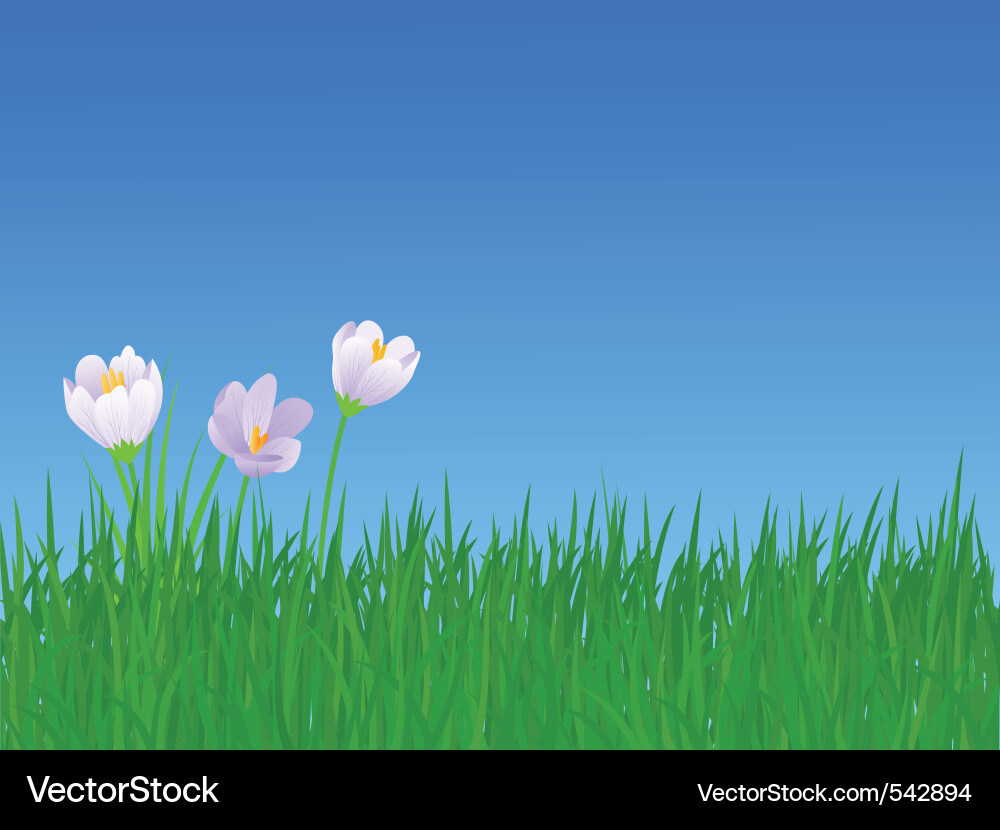 Spring Meadow with Crocuses Vector Image