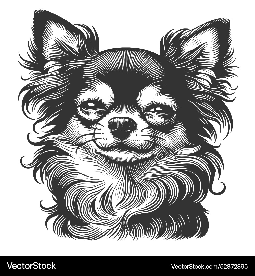 Chihuahua with calm expression Chihuahua with calm expression Vector Image