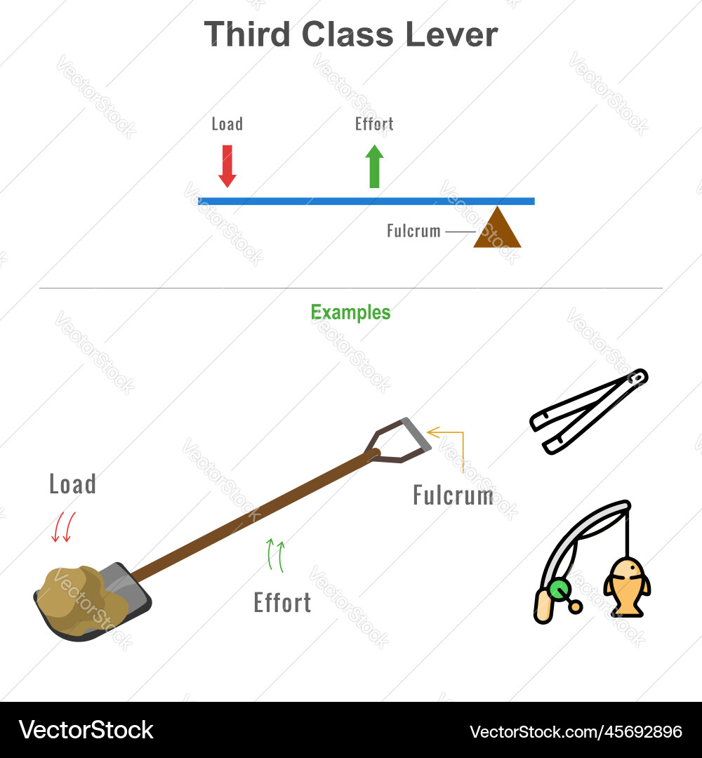 Third class lever with example vector image