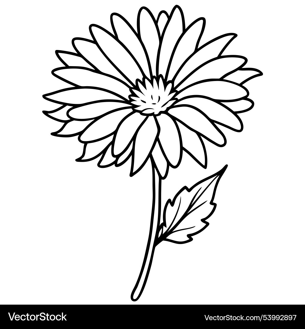 Aster Flower Flat Vector vector image