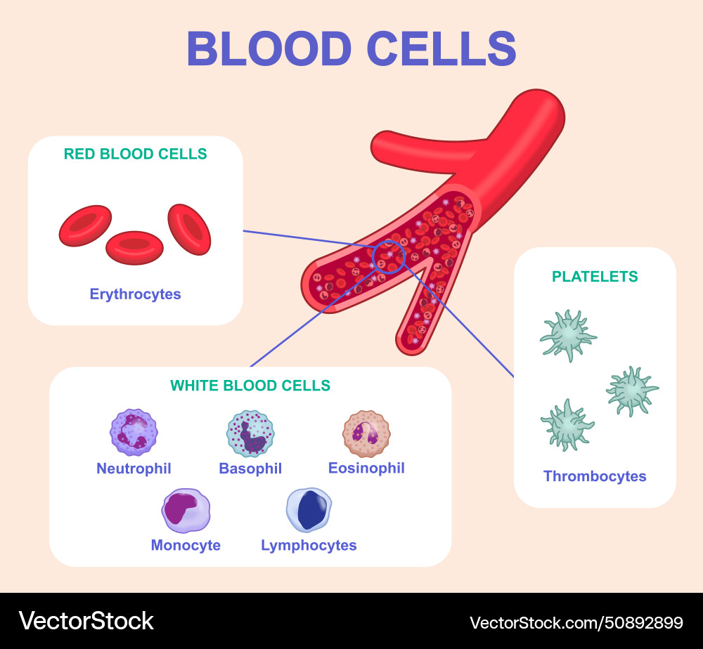 Diagram with blood cells vector image