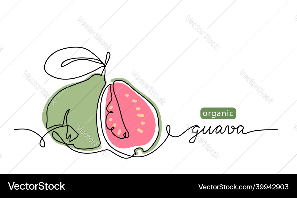 Guava fruit simple color one Guava fruit simple color one vector image