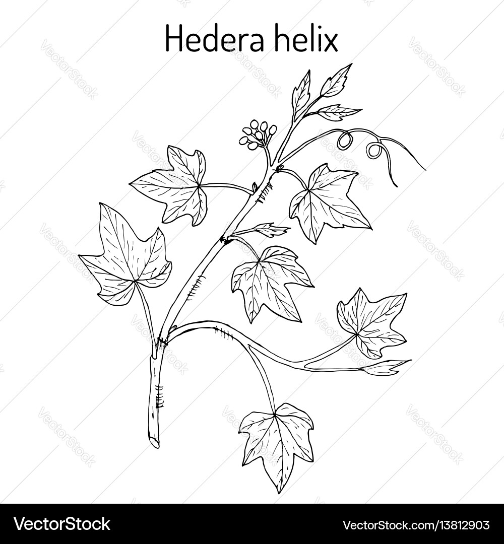 Hedera Helix - Englisch Ivy Vektorbild