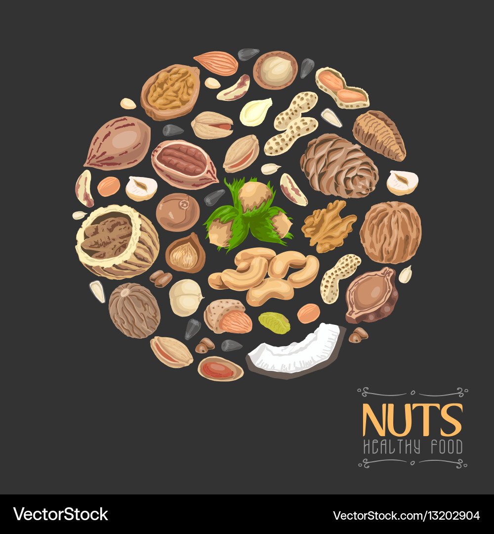 Isolated circle of nuts and seeds vector image