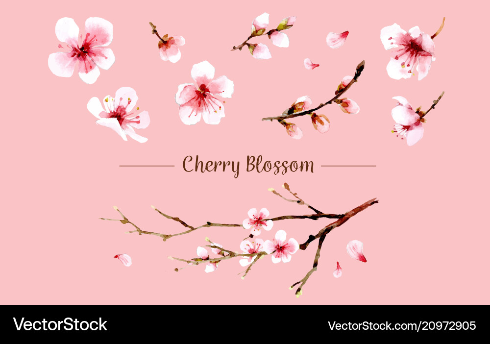 Sakura flower set Sakura flower set vector image