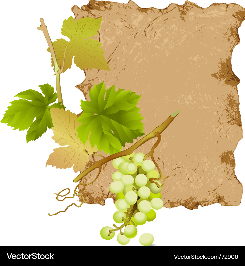 Old Scroll with Grapes vector image