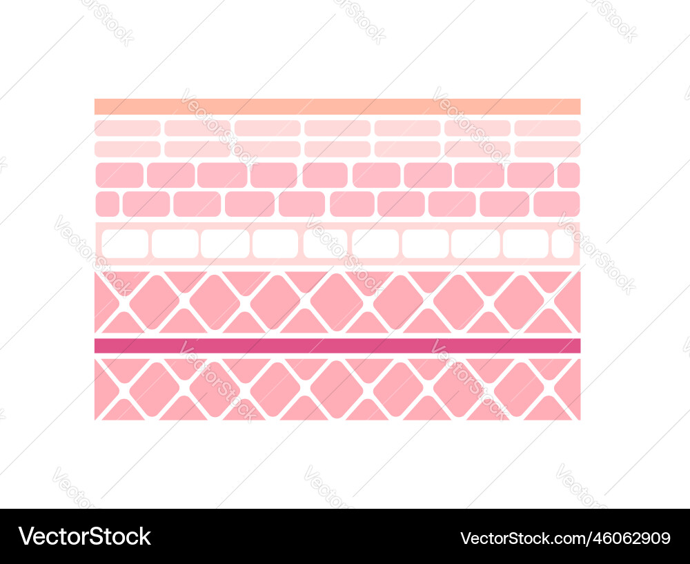 Layer of human skin from epidermis to muscle Layer of human skin from epidermis to muscle vector image
