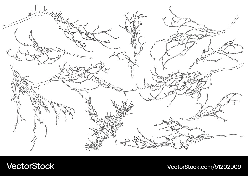 Set of contour bare branches deciduous tree vector image